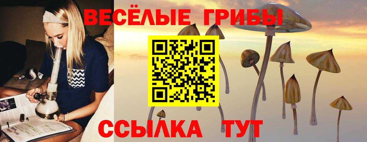 Галлюциногенные грибы Psilocybine cubensis Саранск